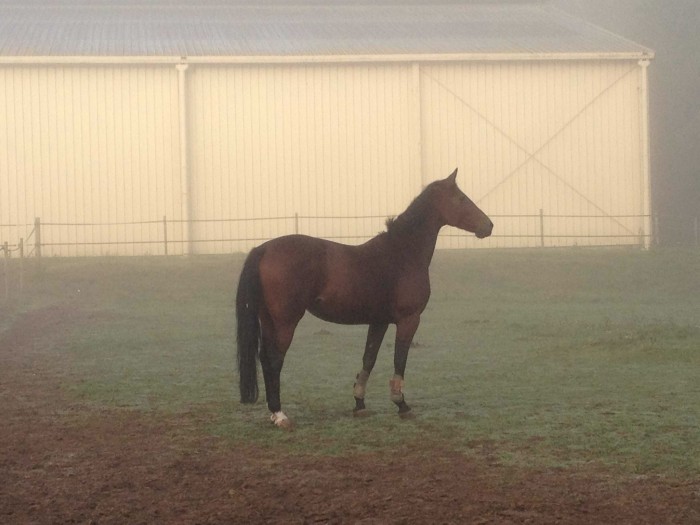 Photo de profil de hristel