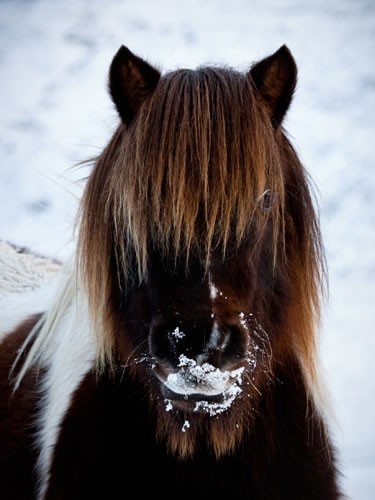 Photo de profil de inesequitation