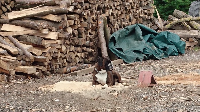 Photo de profil de joosie