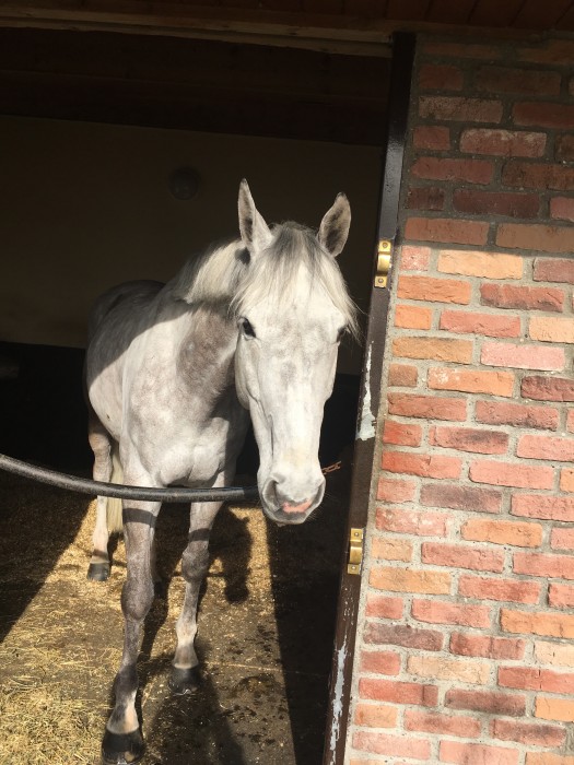 Photo de profil de ladina