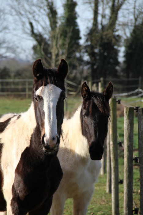 Photo de profil de laubelle