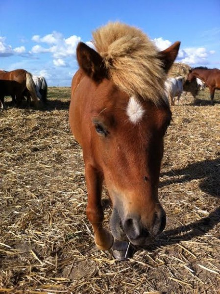 Photo de profil de lavena.horse
