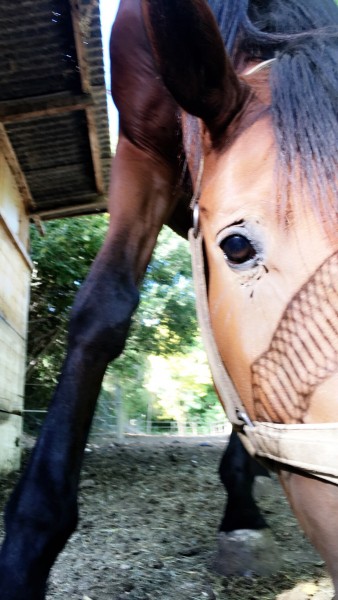 Photo de profil de lebougrecheval