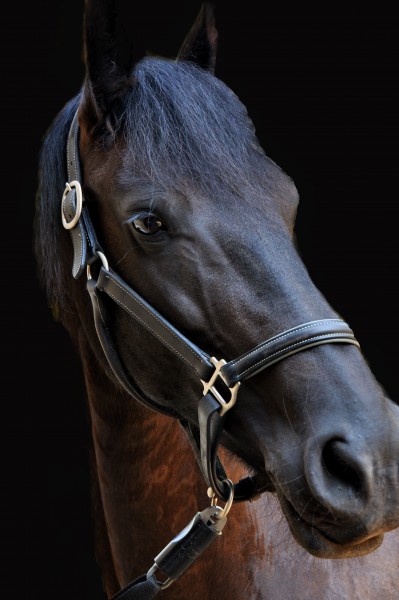 Photo de profil de leomag