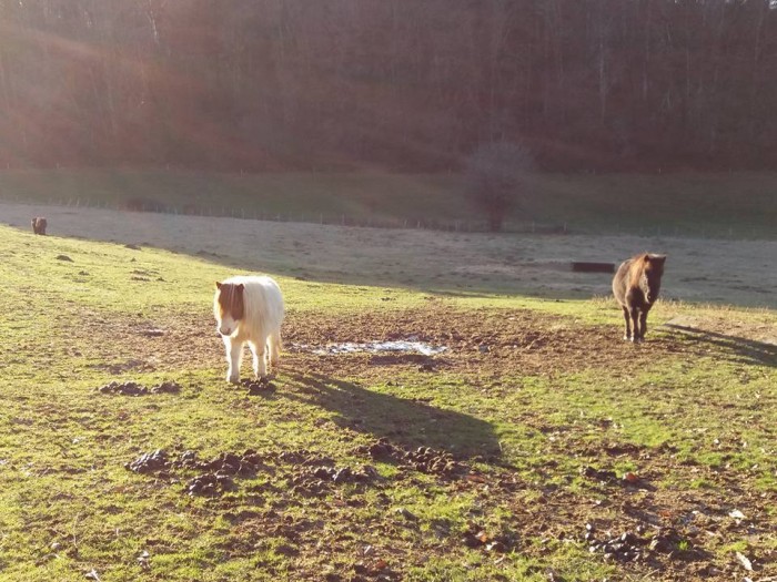 Photo de profil de lescavaliers