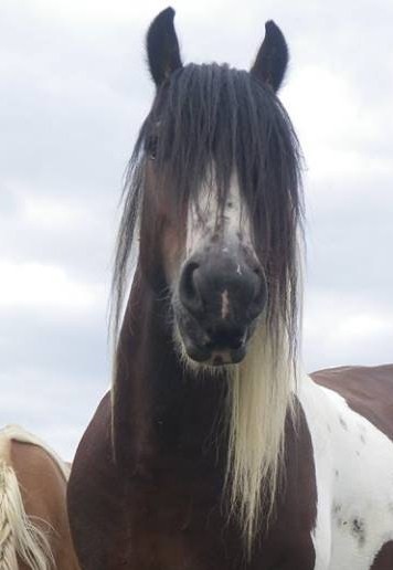 Photo de profil de lesmaorga