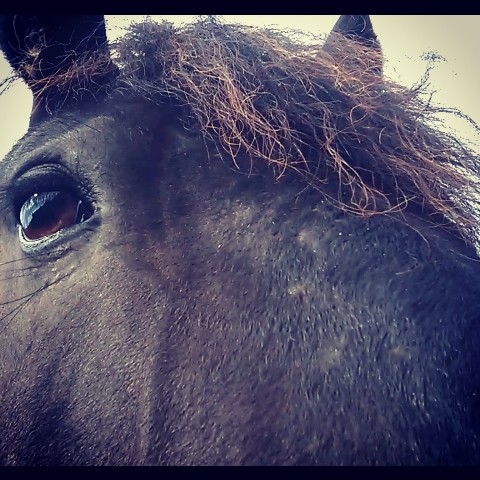 Photo de profil de libre.au.galop