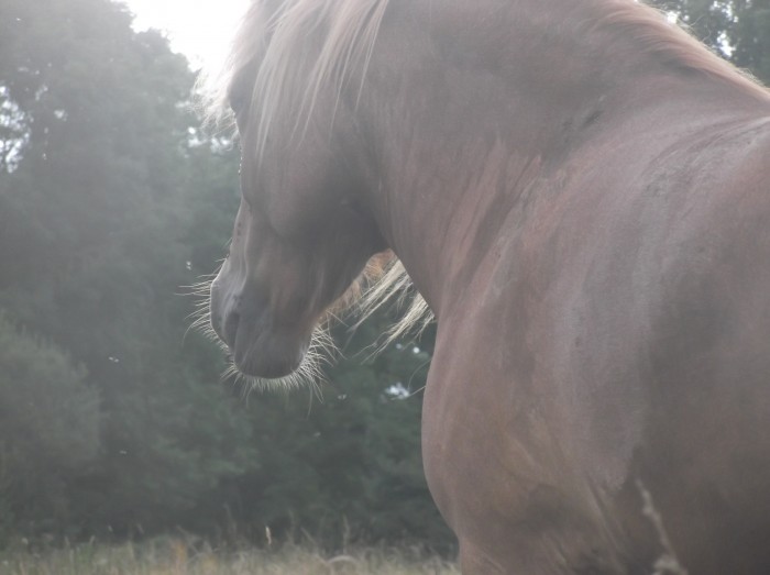 Photo de profil de lorie_tulipe