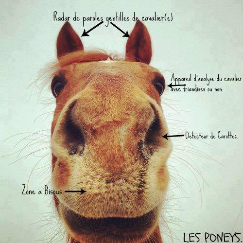 Photo de profil de luluponey