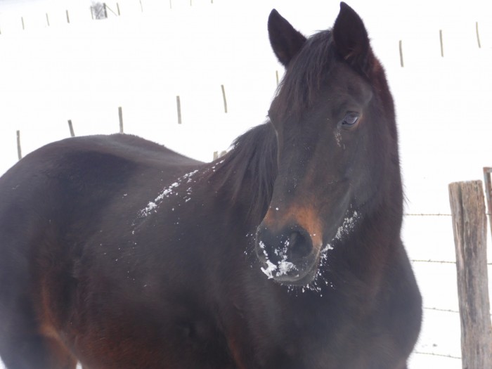 Photo de profil de melissa.m