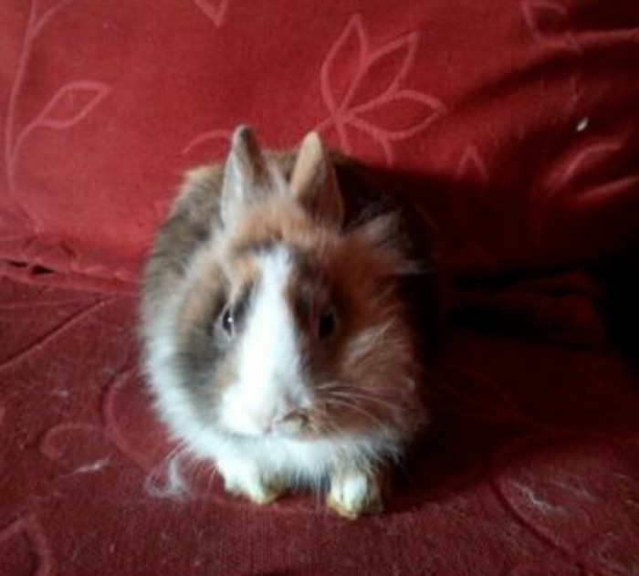 Photo de profil de momil