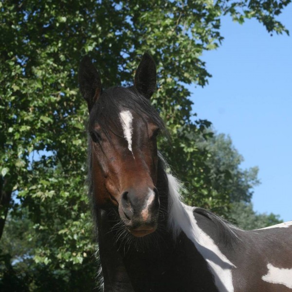 Photo de profil de montcarra