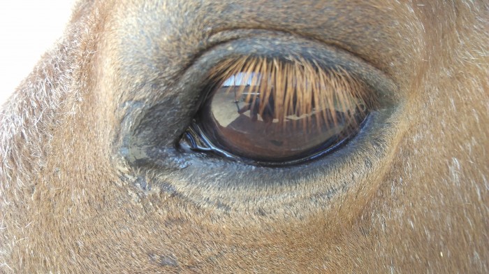 Photo de profil de my.pouney24