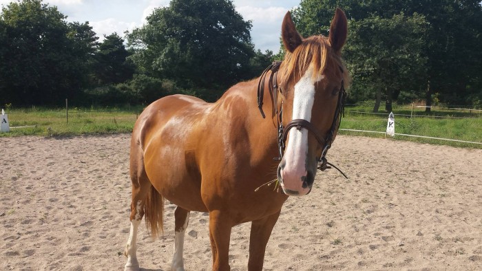 Photo de profil de niverta