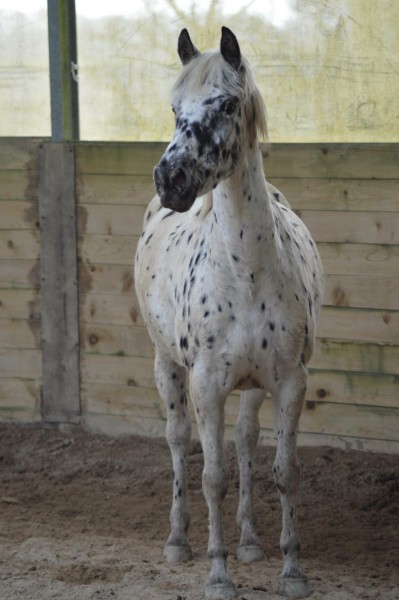 Photo de profil de nolwennlepotier