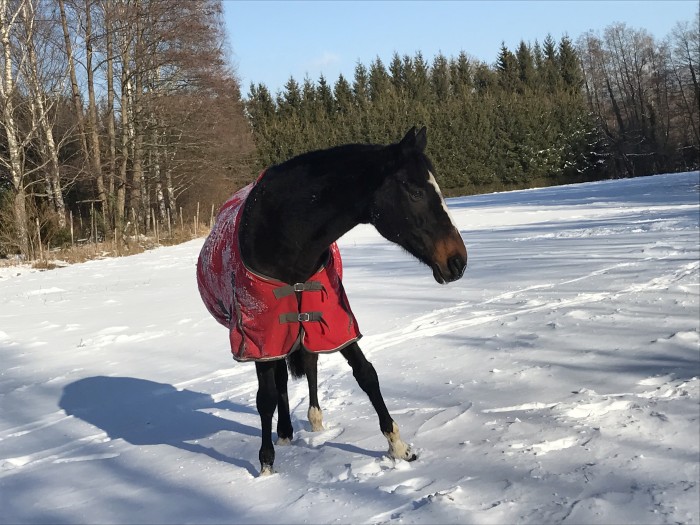 Photo de profil de nolwenn_thv