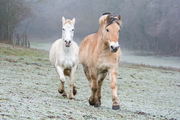 Photo de profil de ouragancaline