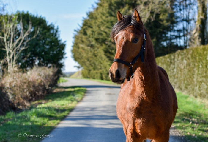 Photo de profil de passionnechevau