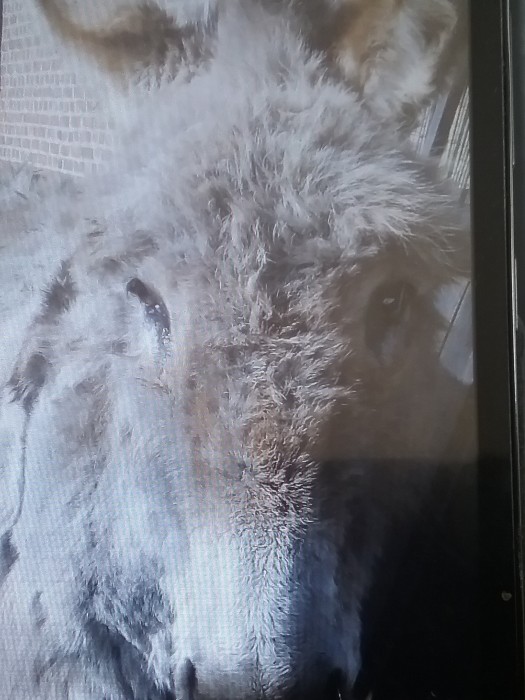 Photo de profil de peluche60