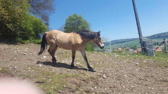 Photo de profil de merlinpoons