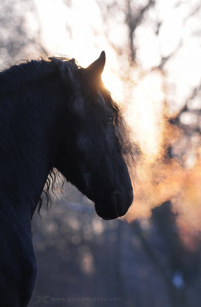 Photo de profil de faolanne