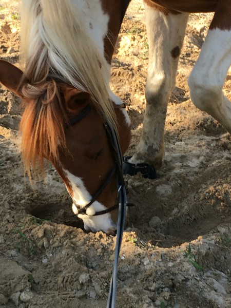 Photo de profil de vlamenco_love