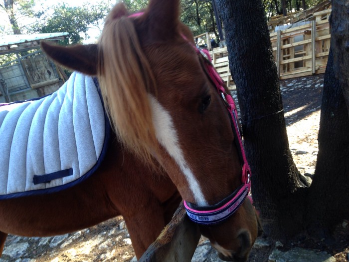 Photo de profil de cheval3688