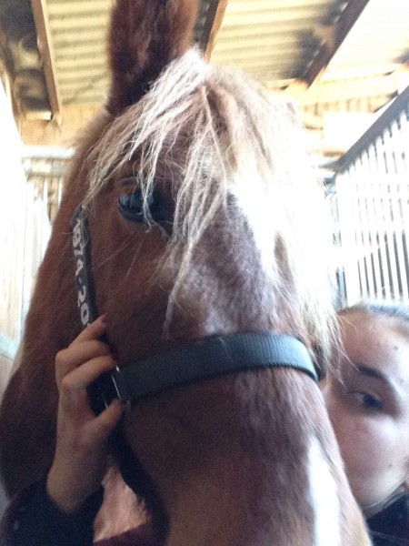 Photo de profil de mathilde_horse