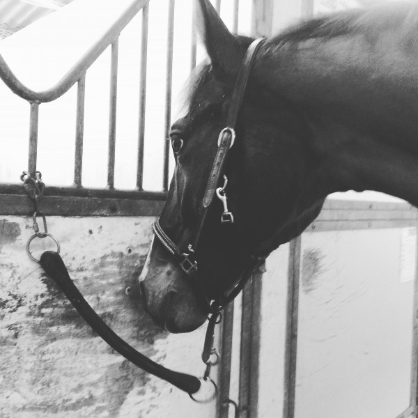 Photo de profil de lecavalier59
