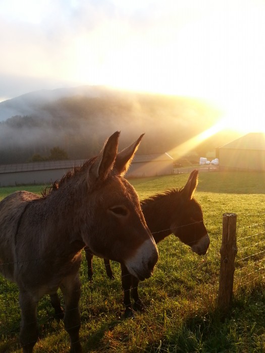 Photo de profil de halflinger