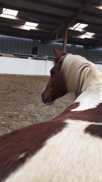 Photo de profil de capornica