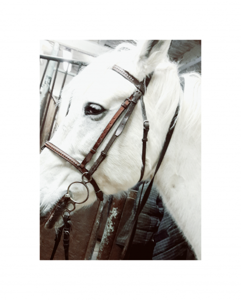 Photo de profil de safire