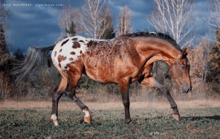 Photo de profil de amanda7