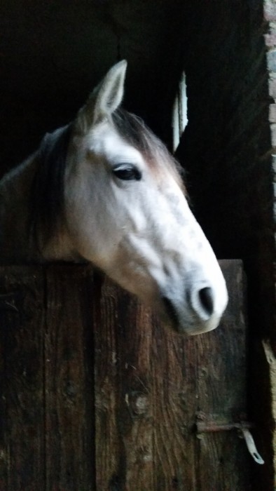 Photo de profil de spanish.horses