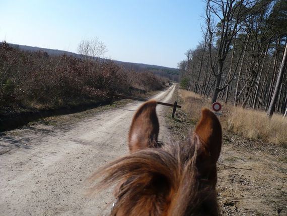 Photo de profil de aupetitgalop