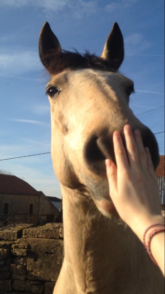 Photo de profil de horseriding1606