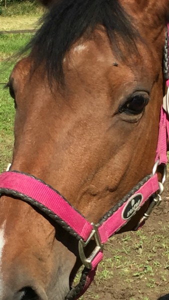 Photo de profil de ikabo