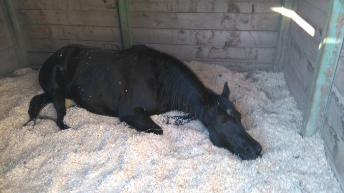 Photo de profil de polux1