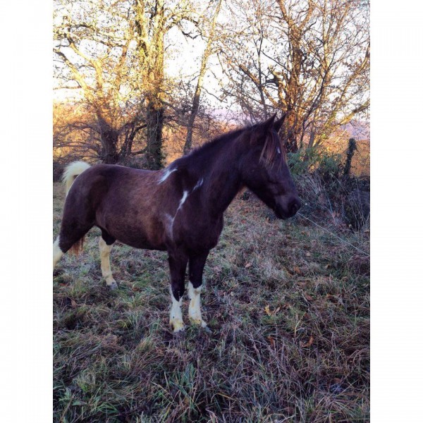 Photo de profil de poneysole