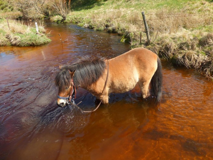 Photo de profil de pony43170