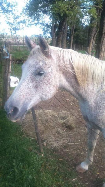 Photo de profil de poulain39