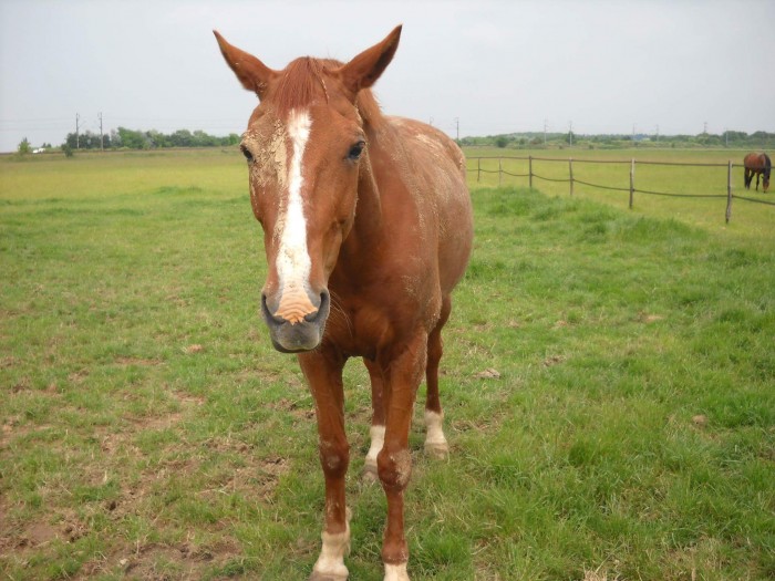 Photo de profil de roseamy