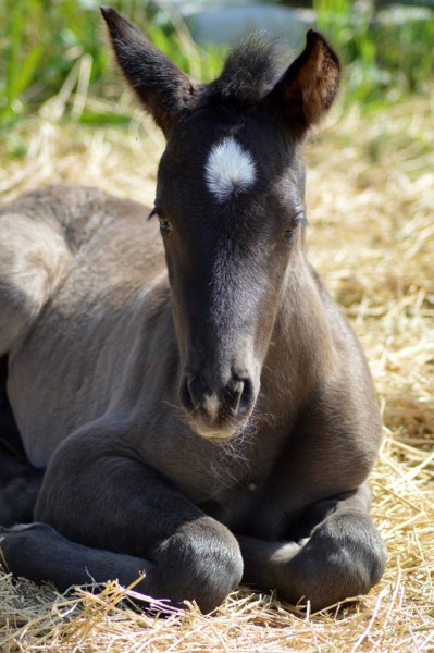 Photo de profil de rosetto