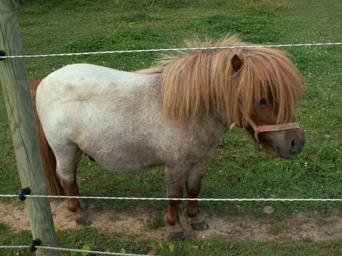 Photo de profil de rosy76