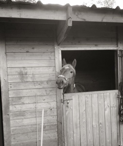 Photo de profil de schoupa