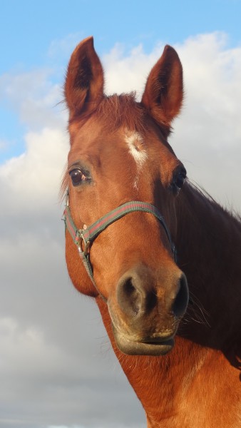 Photo de profil de selmaecotiere