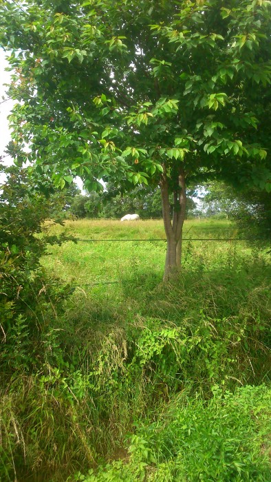 Photo de profil de serenaethologie