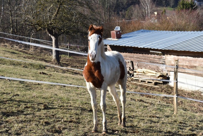 Photo de profil de shoune68