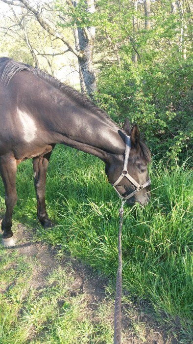 Photo de profil de thais.horse