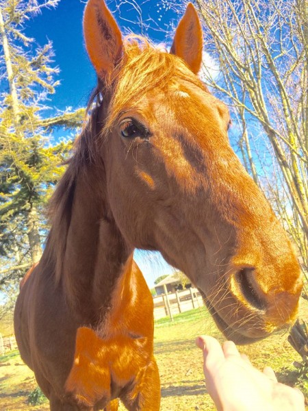 Photo de profil de trotteurdecoeur